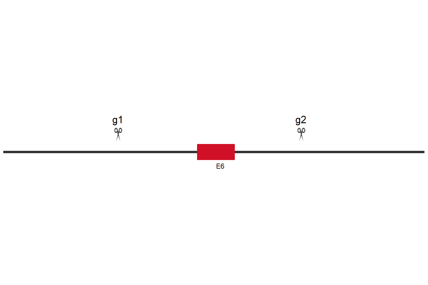 KIAA0319L Knockout cell line (Hep G2) Target region