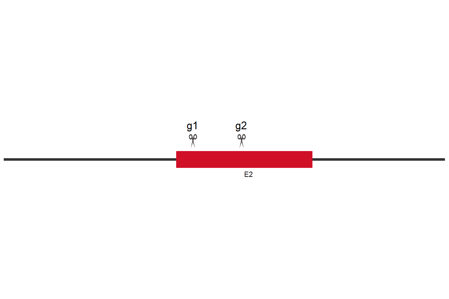 SGK1 Knockout cell line (Hep G2) Target region