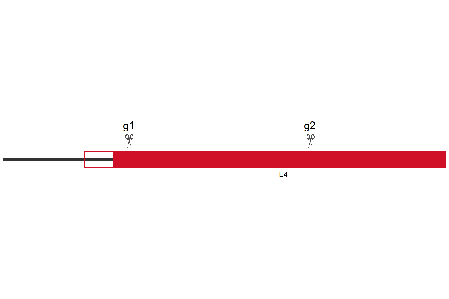 GPR160 Knockout cell line (Hep G2) Target region