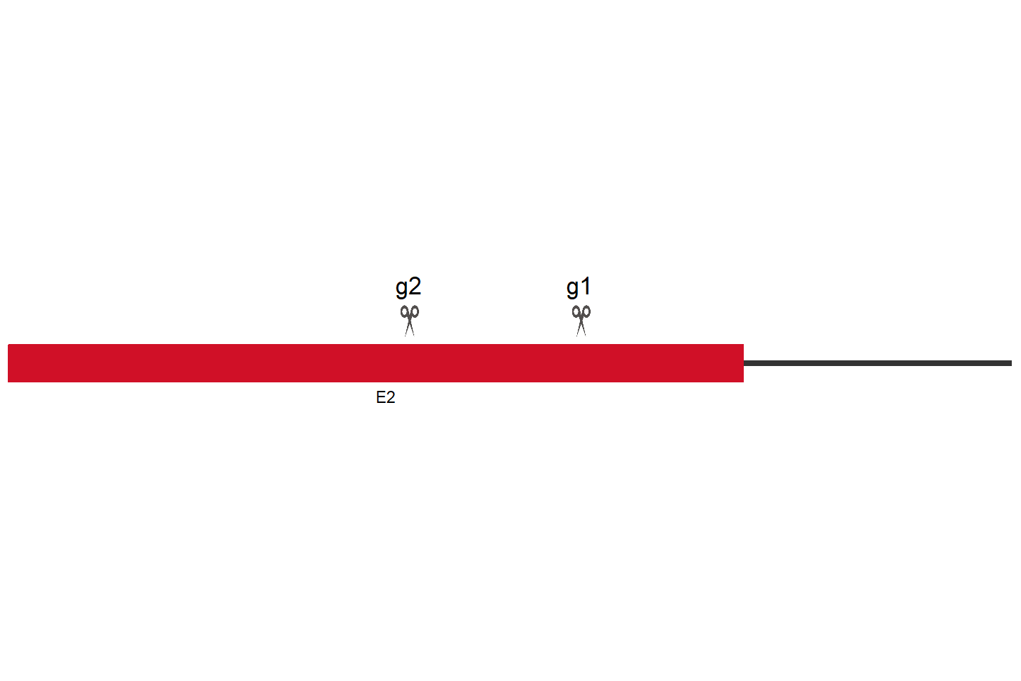 CDYL Knockout cell line (Hep G2) Target region