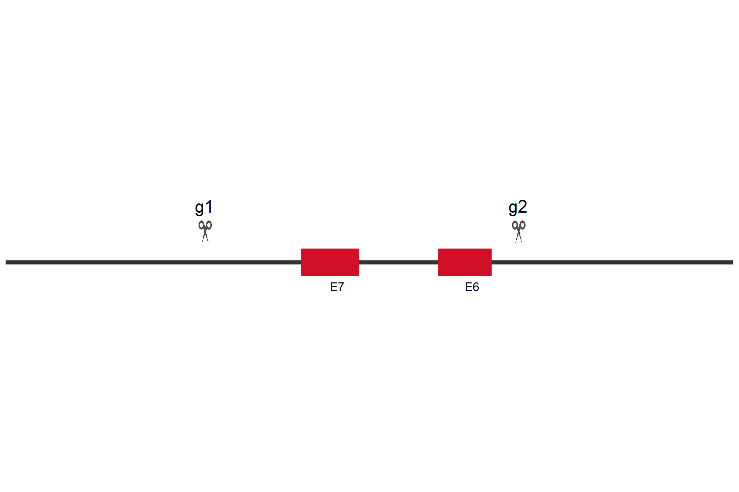 CLN3 Knockout cell line (Hep G2) Target region