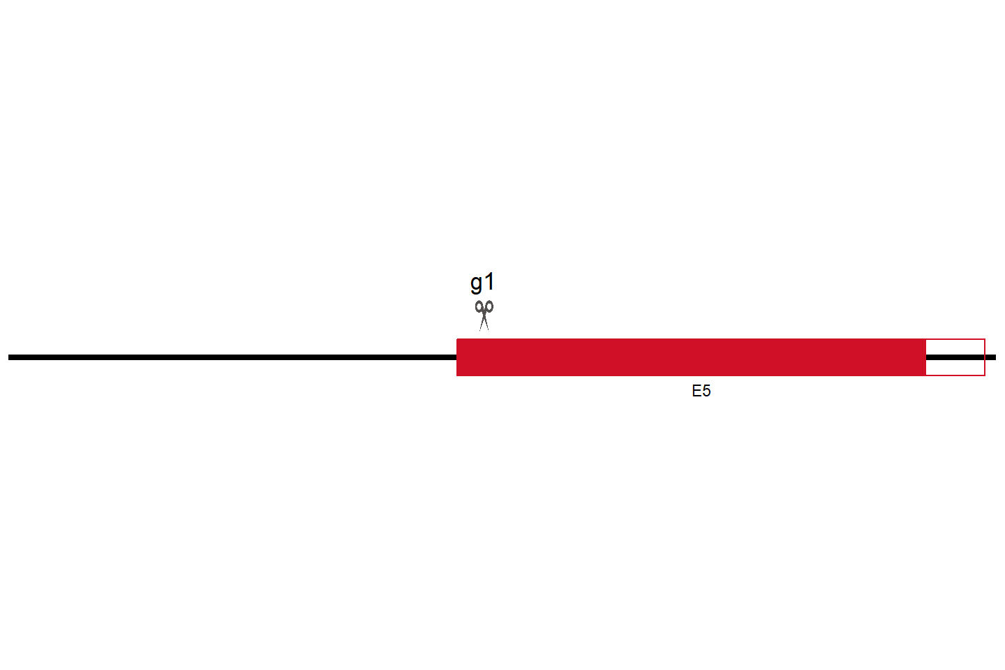 CCNB1IP1 Knockout cell line (Hep G2) Target region