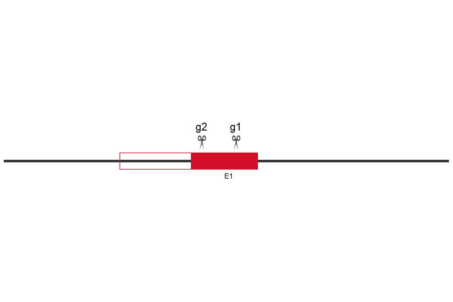 RMC1 Knockout cell line (Hep G2) Target region