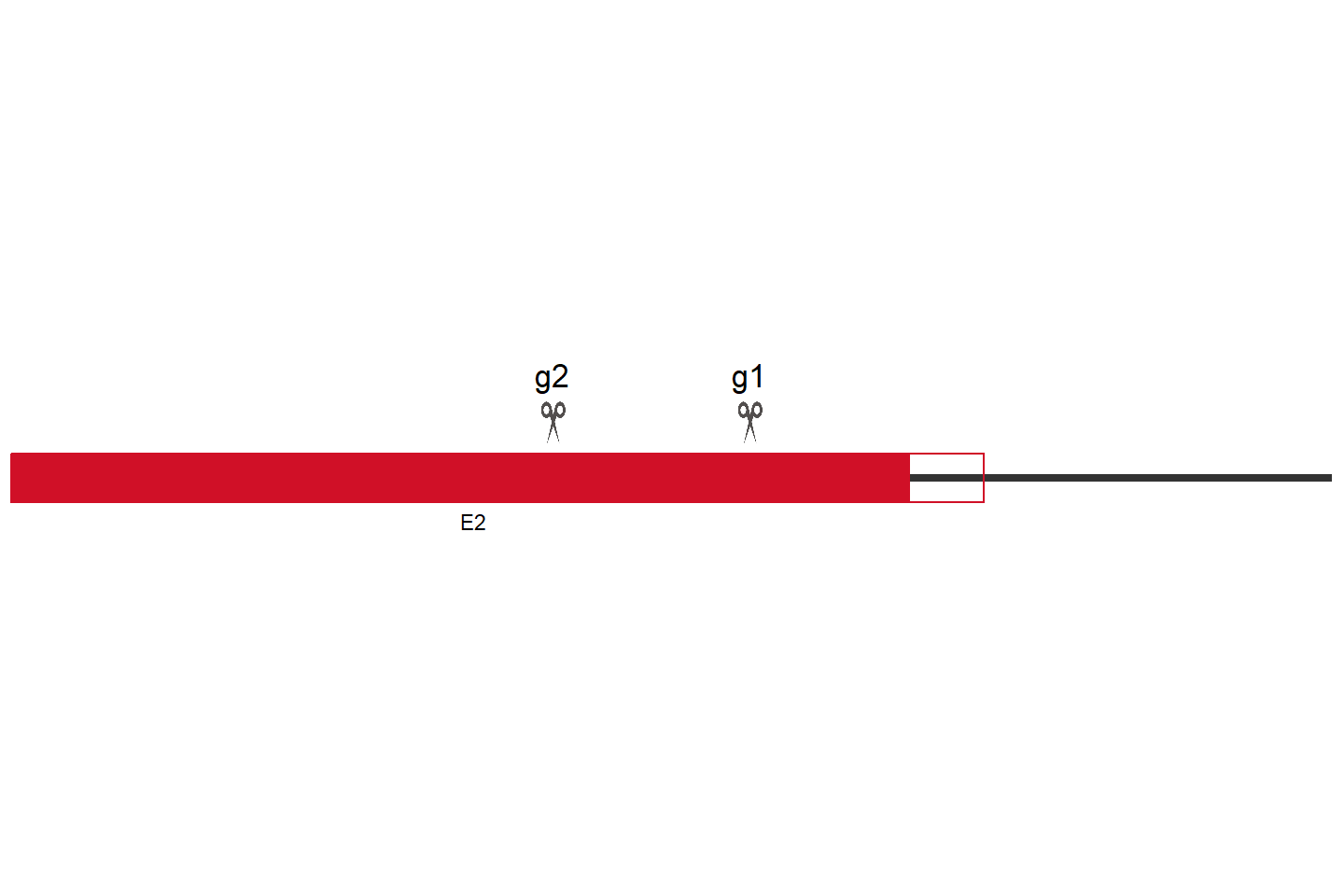 USP2 基因敲除细胞 (Hep G2) 敲除区域