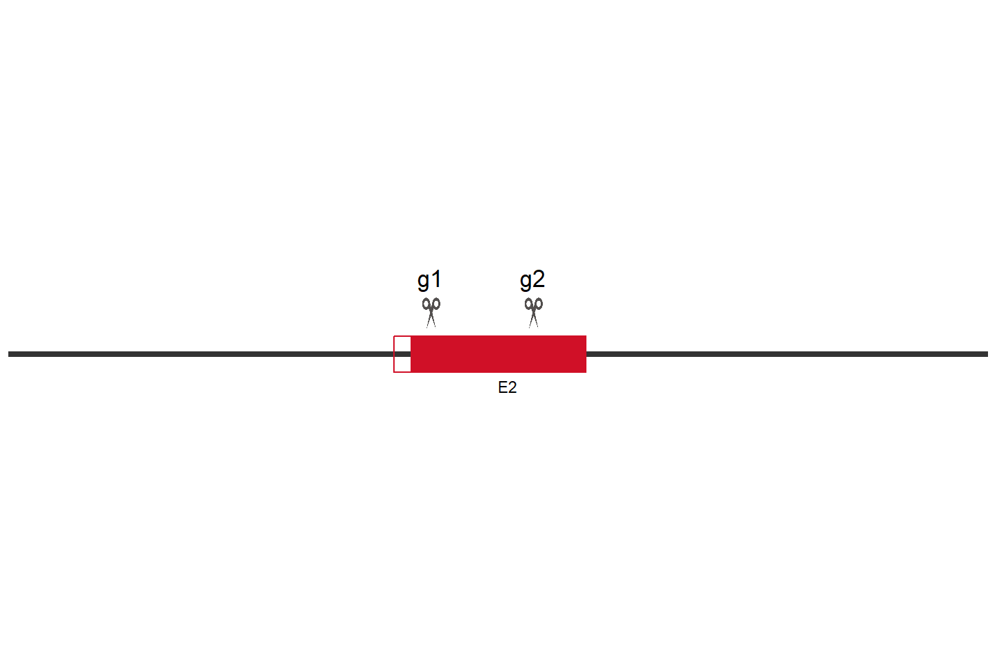 MGMT Knockout cell line (Hep G2) Target region