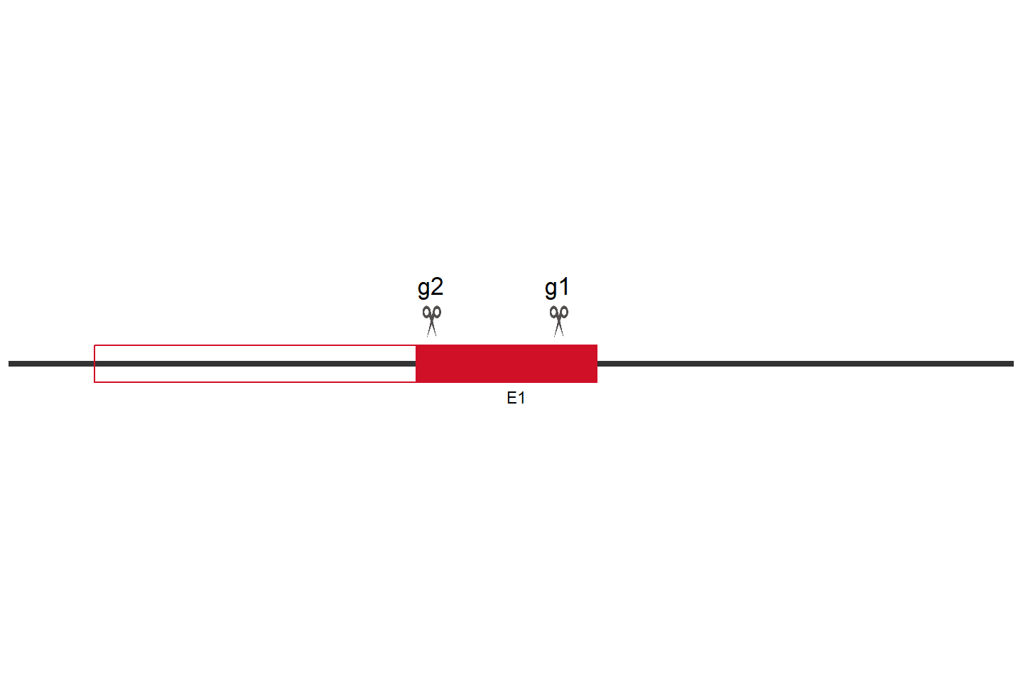 KIF5A Knockout cell line (Hep G2) Target region