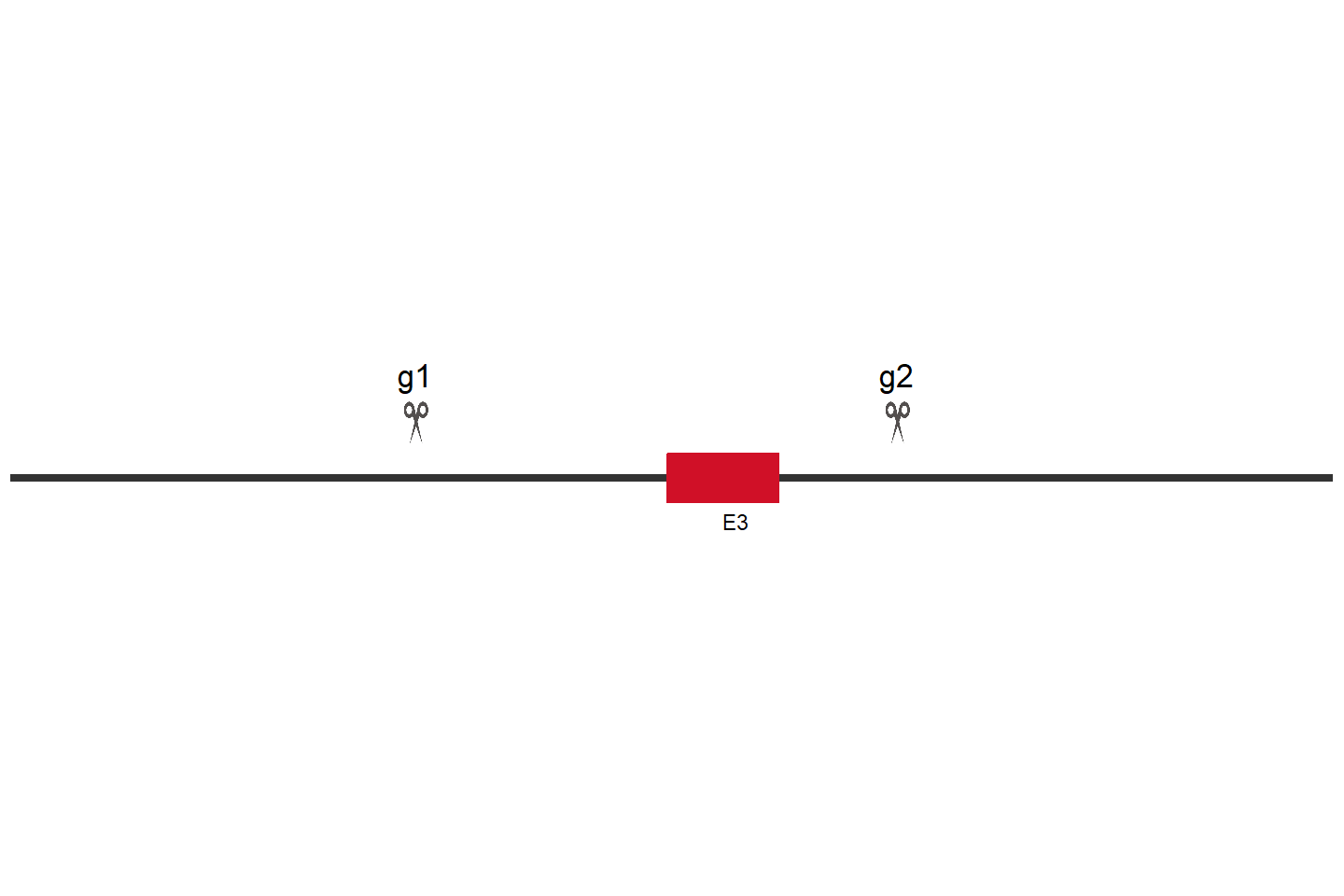 SLC29A3 Knockout cell line (Hep G2) Target region