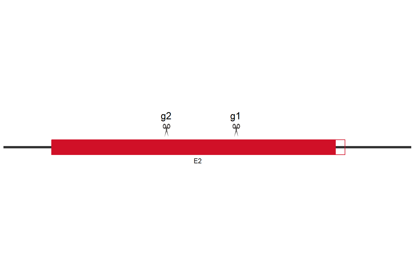 ERAP1 Knockout cell line (Hep G2) Target region