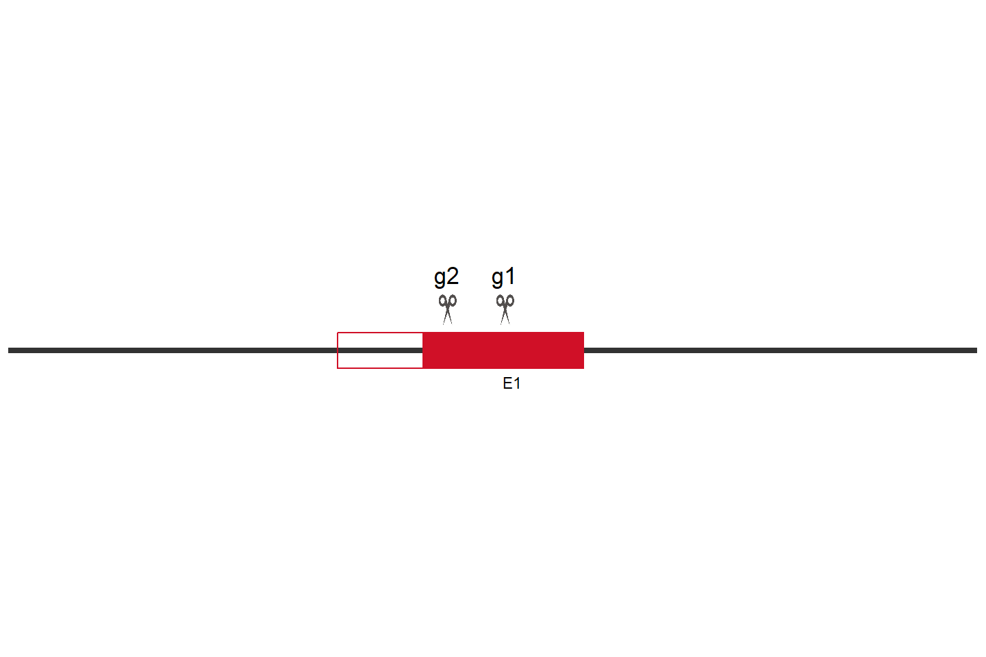 ARG2 Knockout cell line (Hep G2) Target region