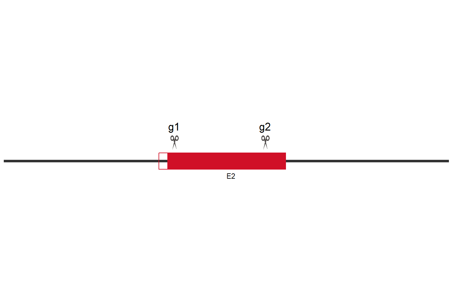 CAPNS1 Knockout cell line (Hep G2) Target region