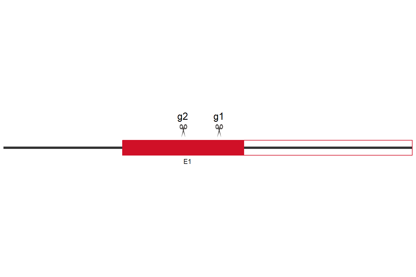 RAB43 Knockout cell line (Hep G2) Target region