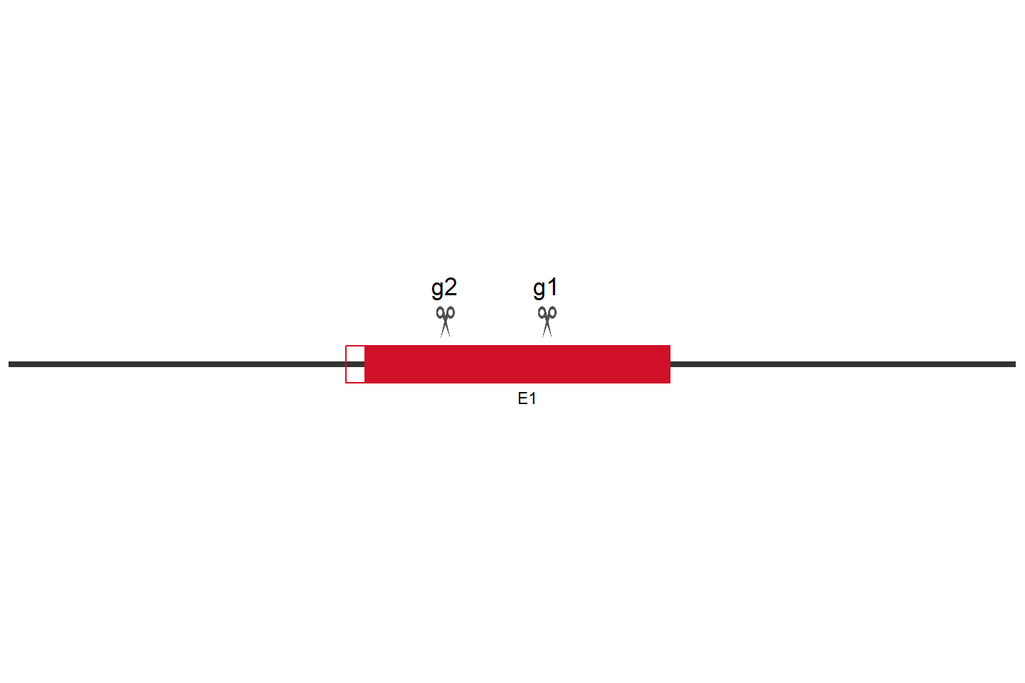 ADPRS Knockout cell line (Hep G2) Target region