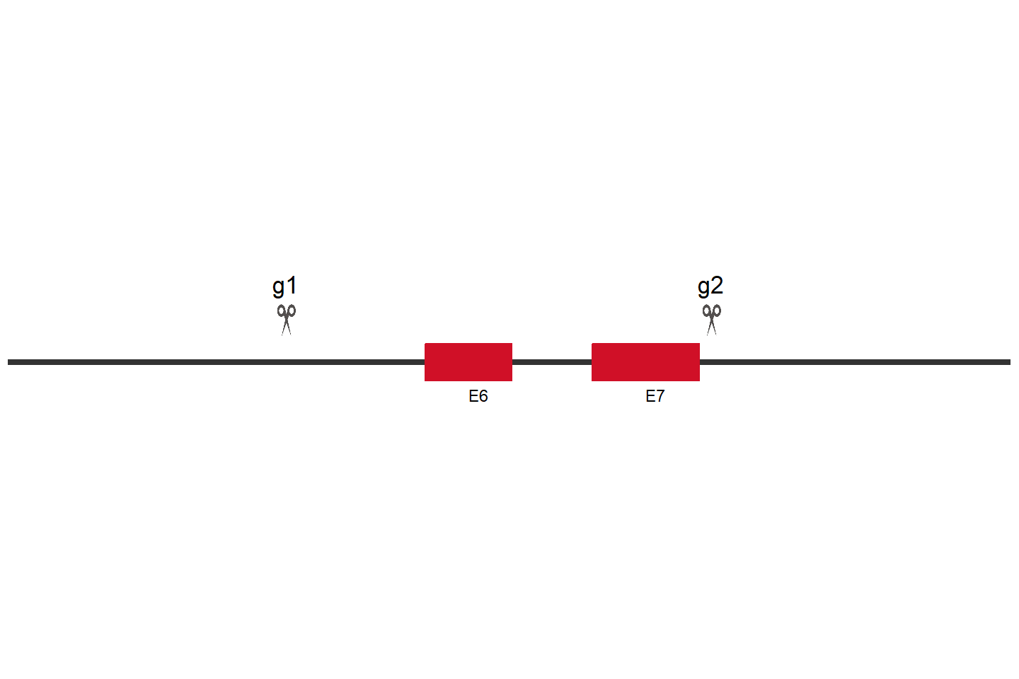 FMR1 Knockout cell line (Hep G2) Target region