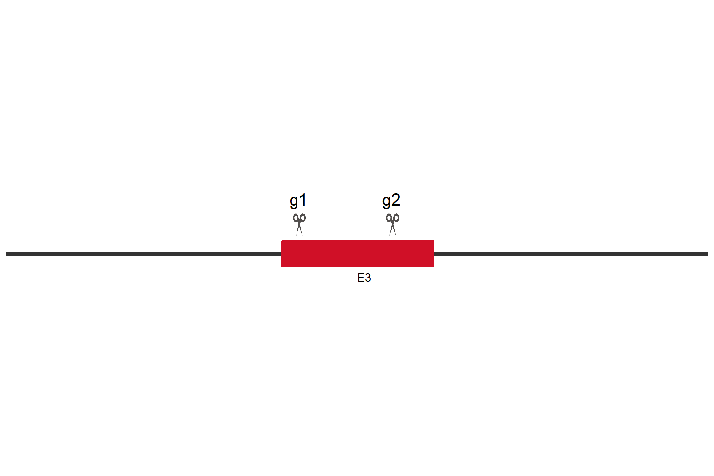 VPS4B Knockout cell line (Hep G2) Target region