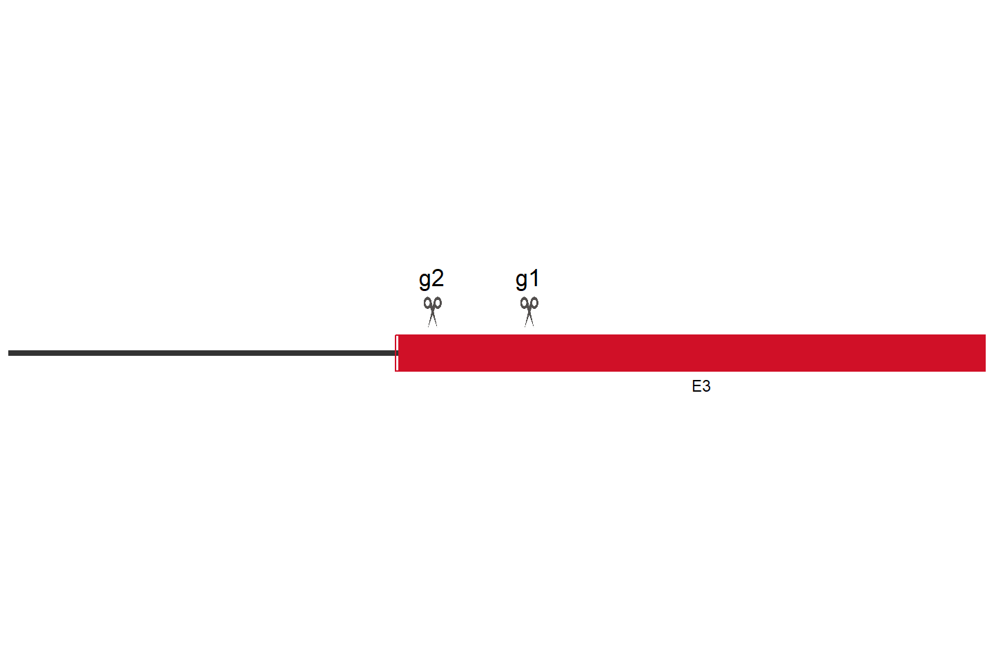 ZBTB33 Knockout cell line (Hep G2) Target region