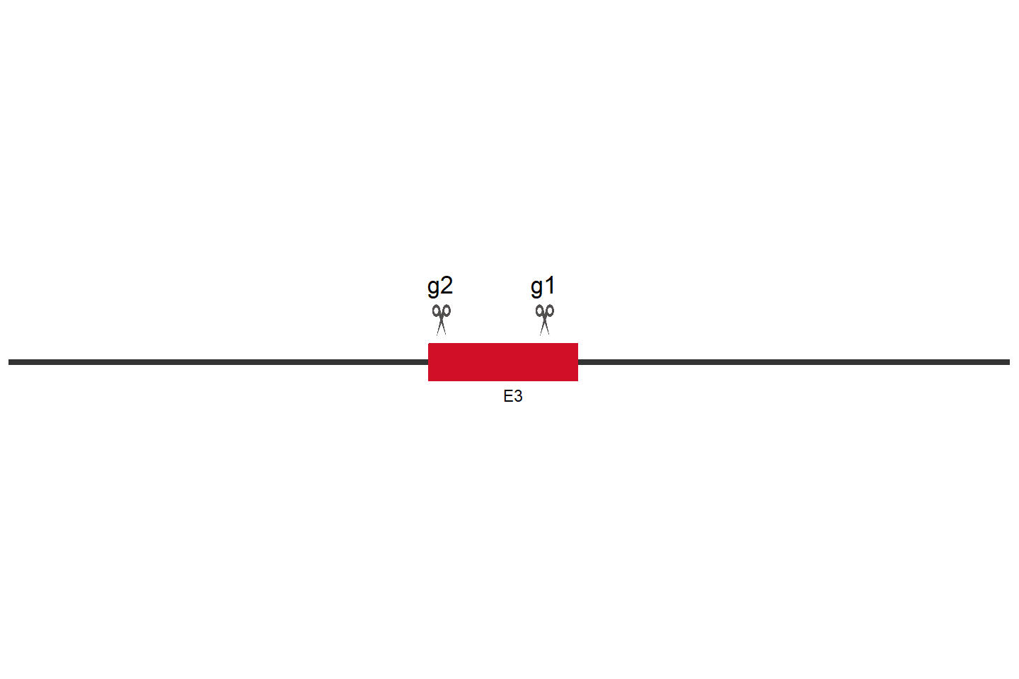 ARAF Knockout cell line (Hep G2) Target region