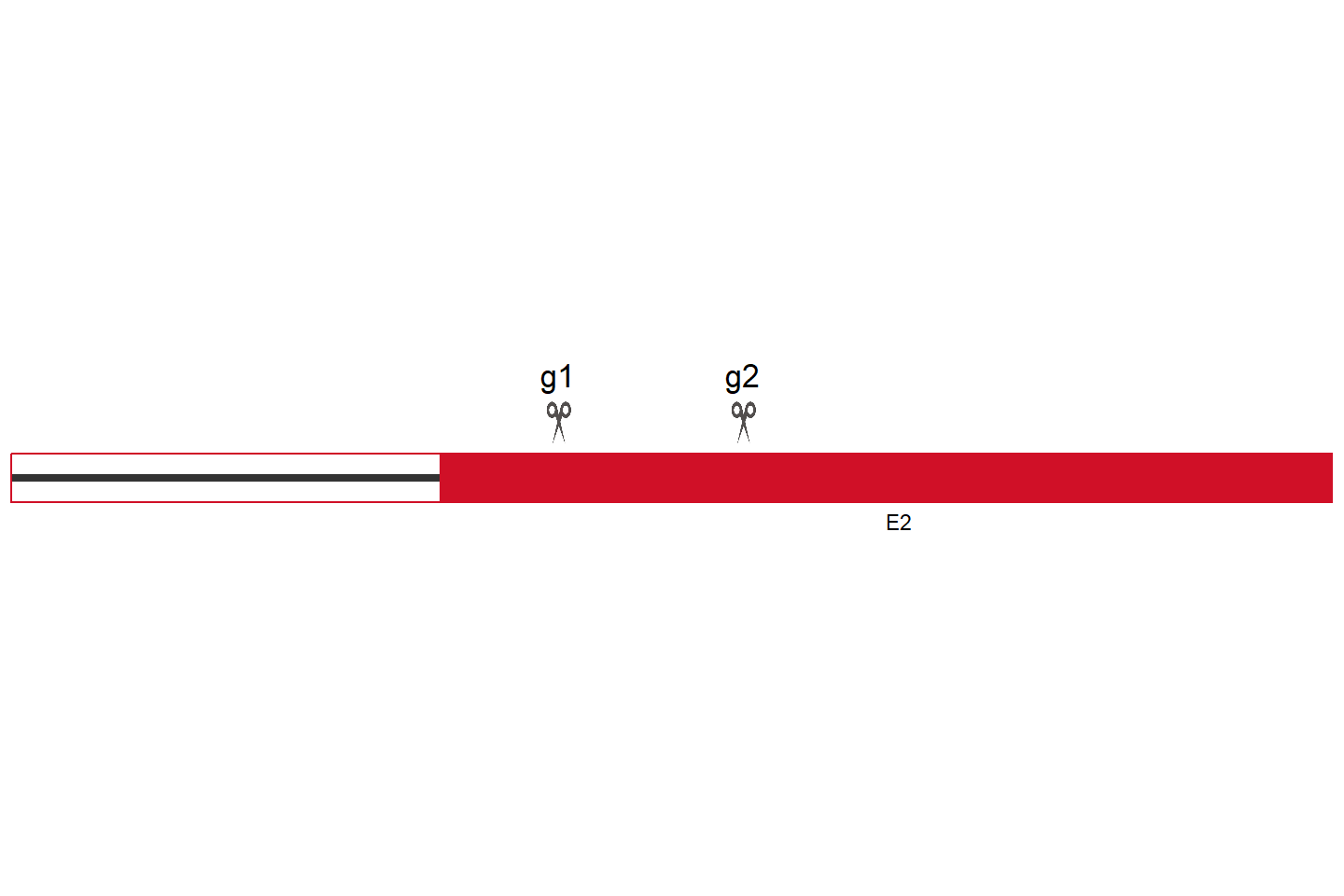 TRIM75 Knockout cell line (Hep G2) Target region