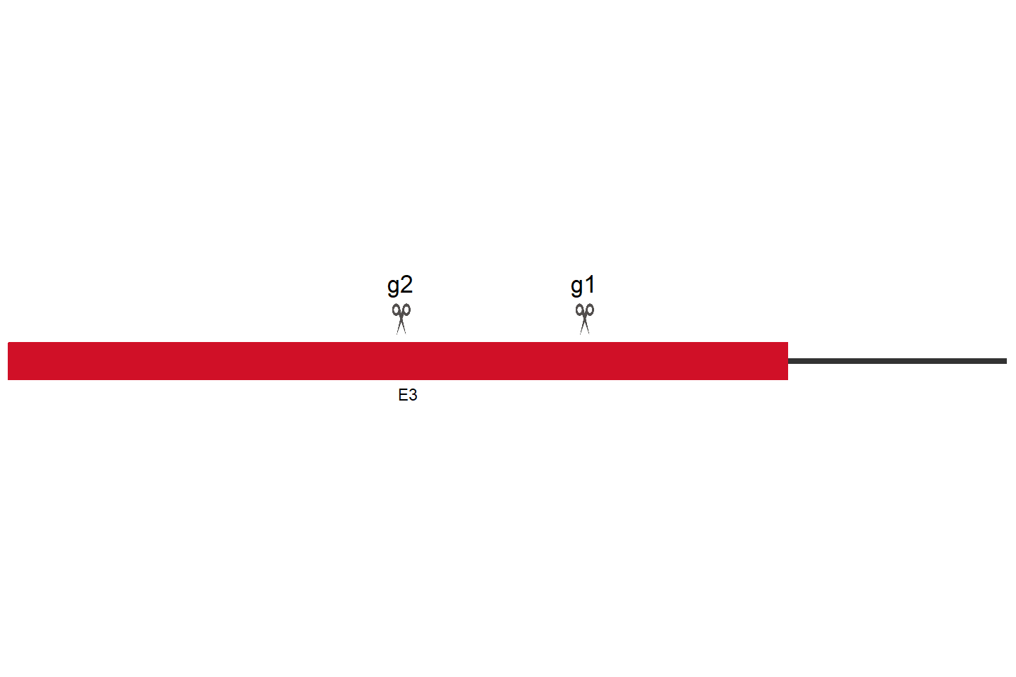 CPHXL2 Knockout cell line (Hep G2) Target region