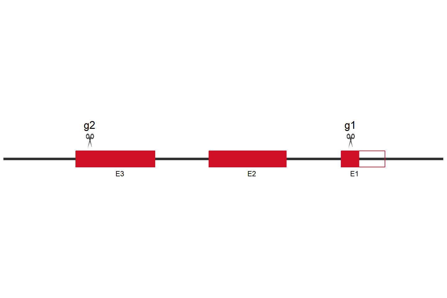 H2-K1 Knockout cell line (MC38） Target region