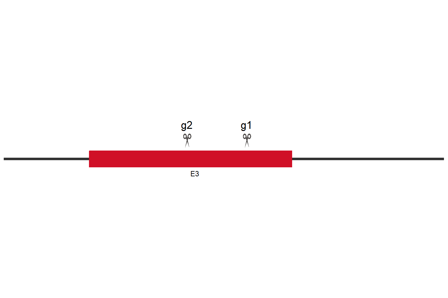 Casp8 Knockout cell line (Raw 264.7) Target region