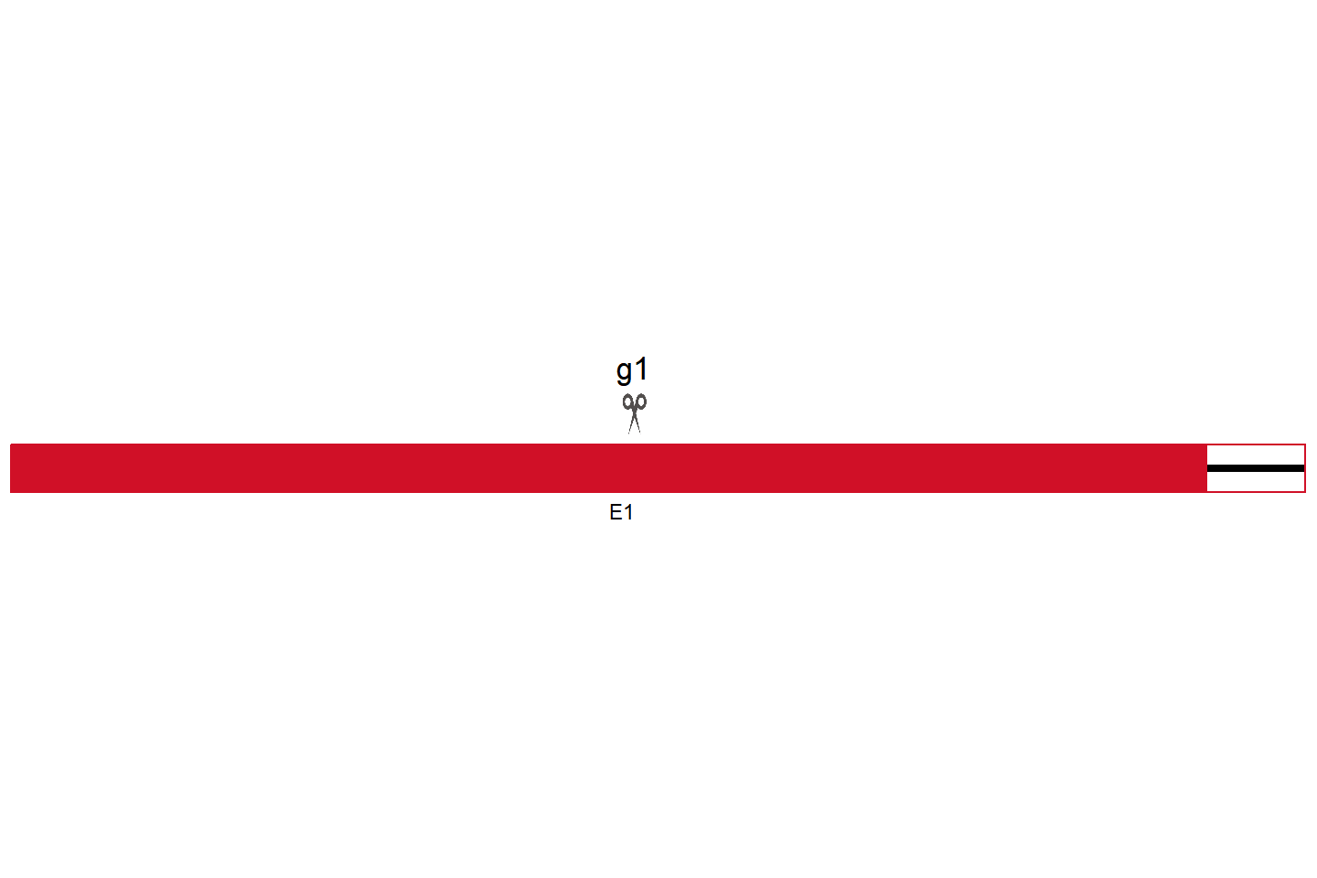 Vegfa Knockout cell line (Raw 264.7) Target region