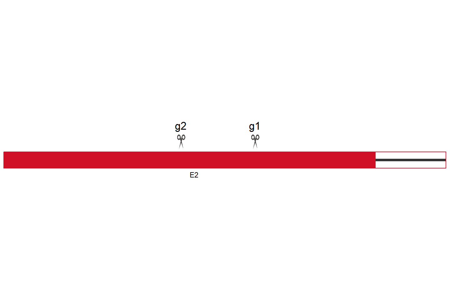 Socs1 Knockout cell line (Raw 264.7) Target region