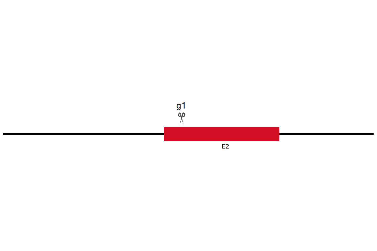 Gsk3b Knockout cell line (Raw 264.7) Target region