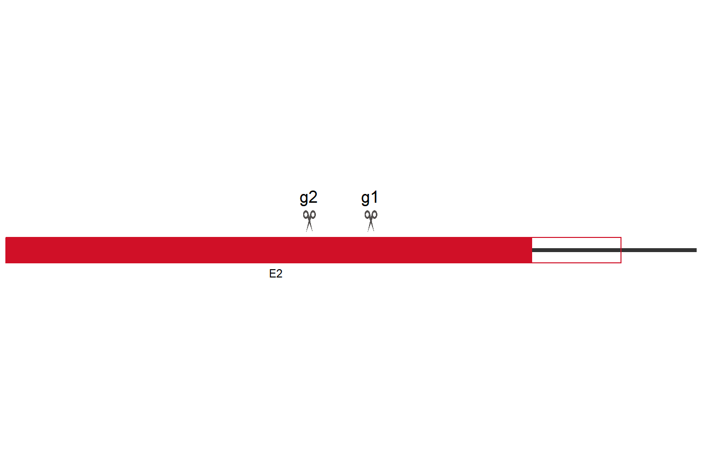 Socs3 Knockout cell line (Raw 264.7) Target region