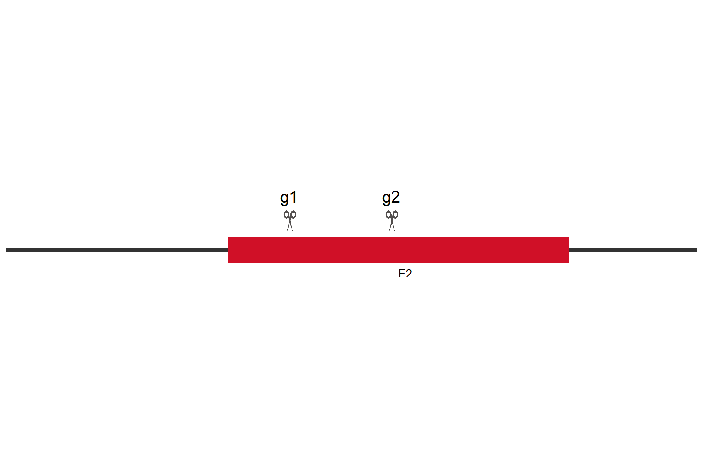 Pdcd1 Knockout cell line (Raw 264.7) Target region