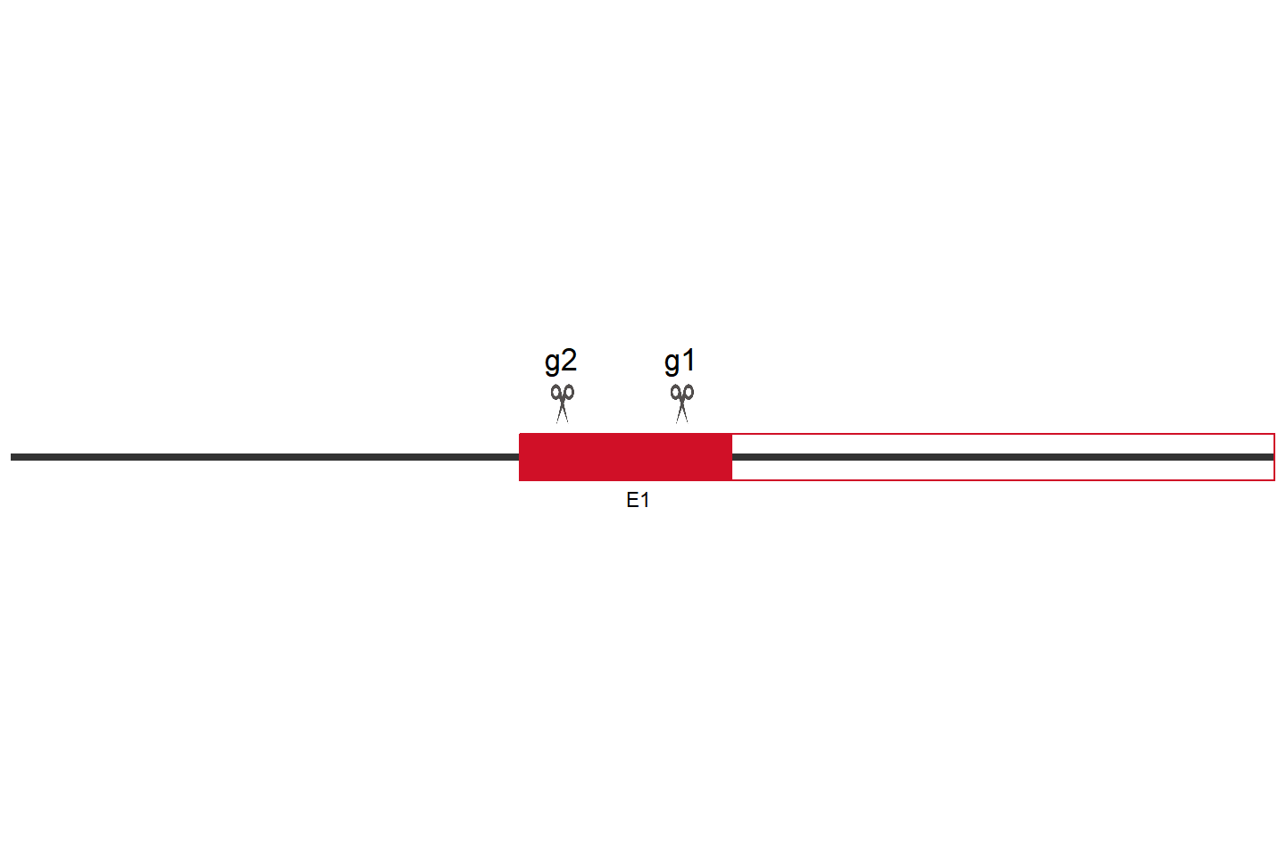 Scarb2 Knockout cell line (Raw 264.7) Target region