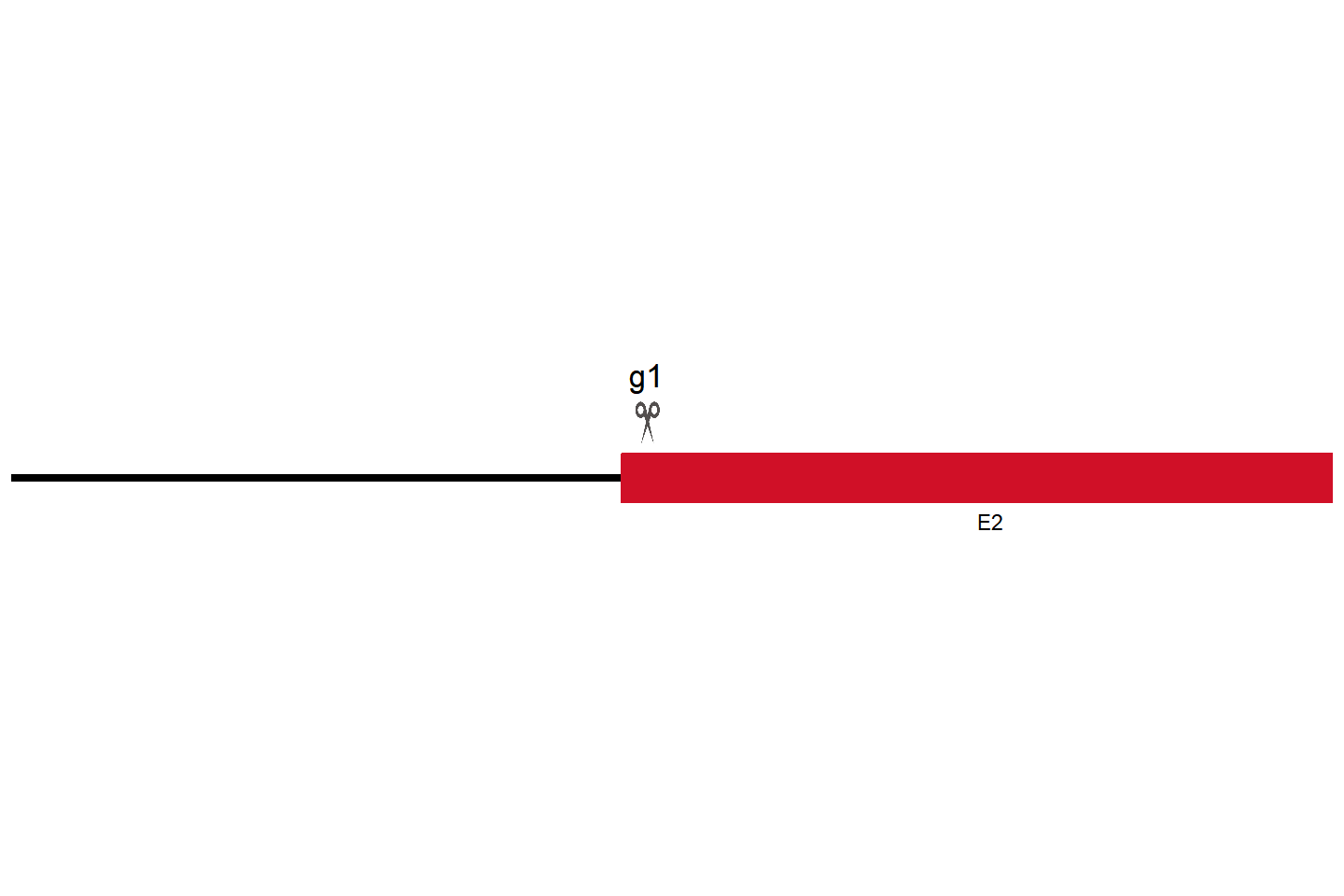 Zc3h12a Knockout cell line (Raw 264.7) Target region