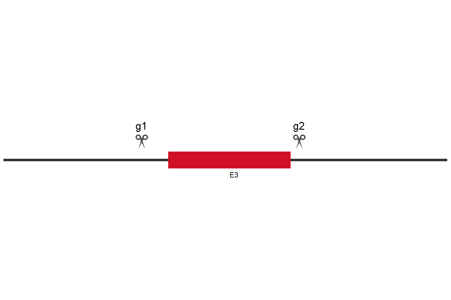 AP2M1 Knockout cell line (HCT 116) Target region