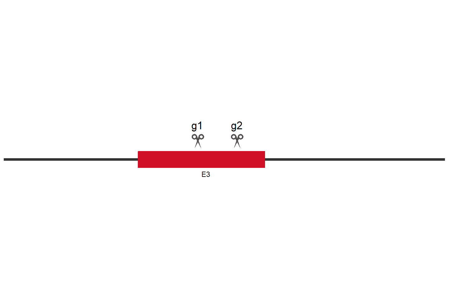 DYRK1A Knockout cell line (HEK293) Target region