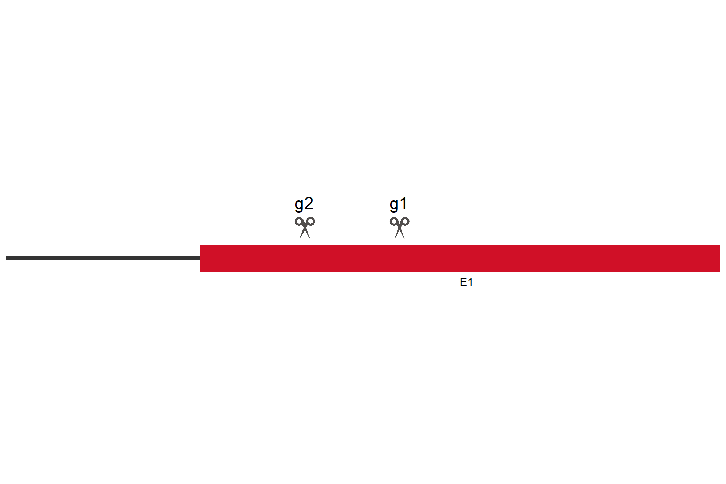 MEGF9 Knockout cell line (A549) Target region