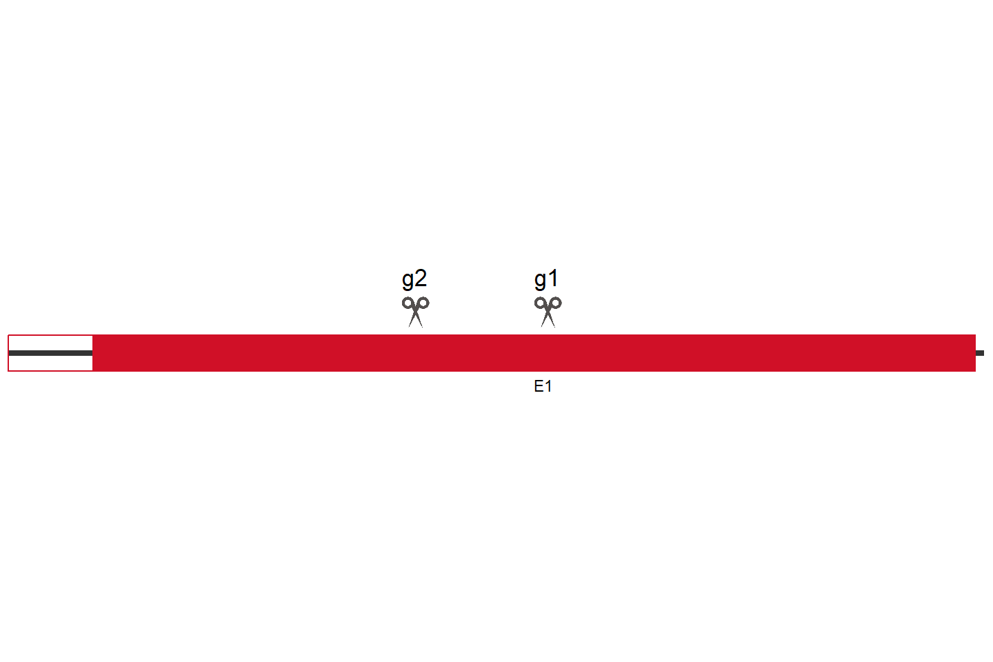 HOXD1 Knockout cell line (HEK293) Target region