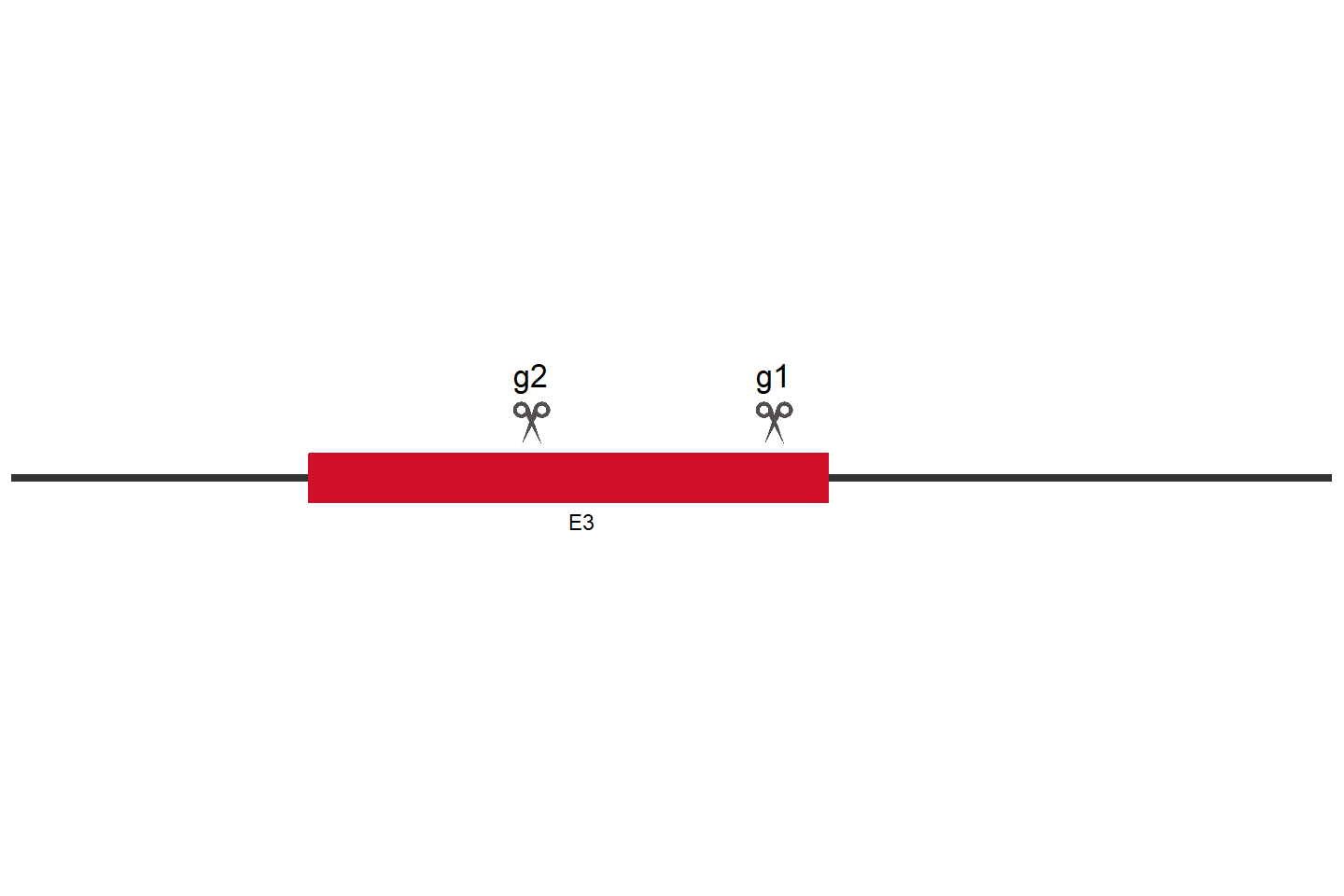 KIR2DS4 Knockout cell line (HEK293) Target region