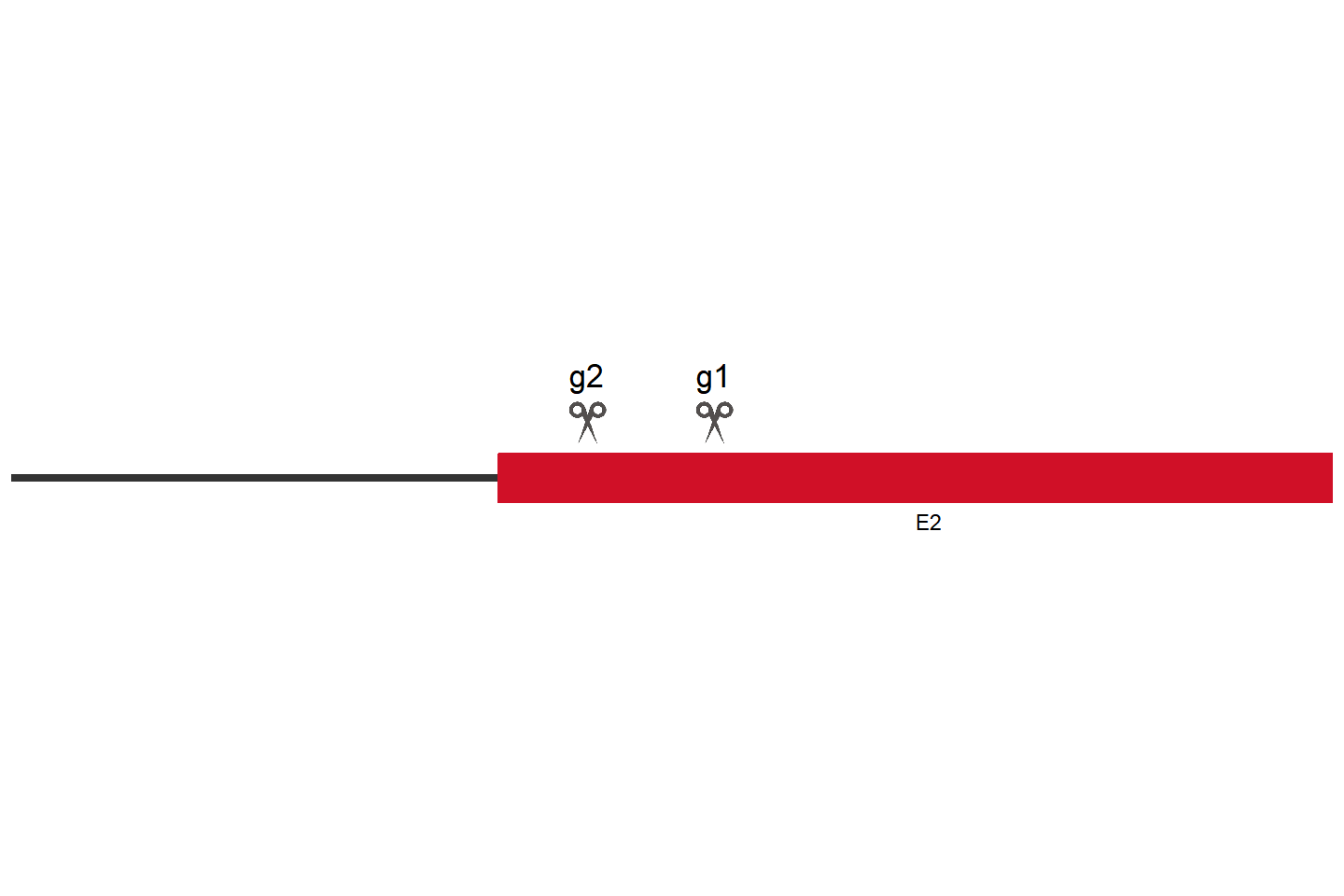 C9orf72 Knockout cell line (A549) Target region