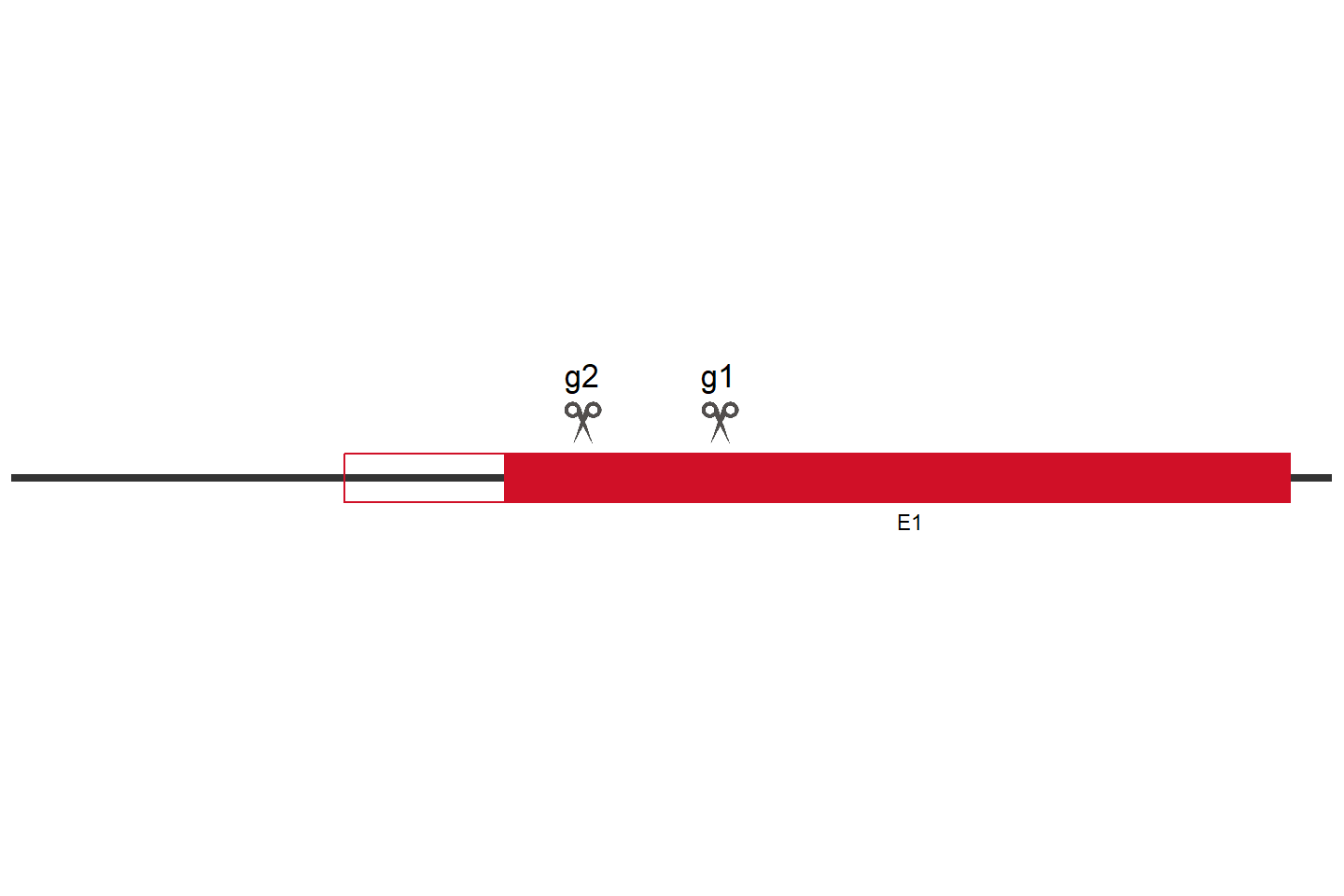 GPR137B Knockout cell line (A549) Target region