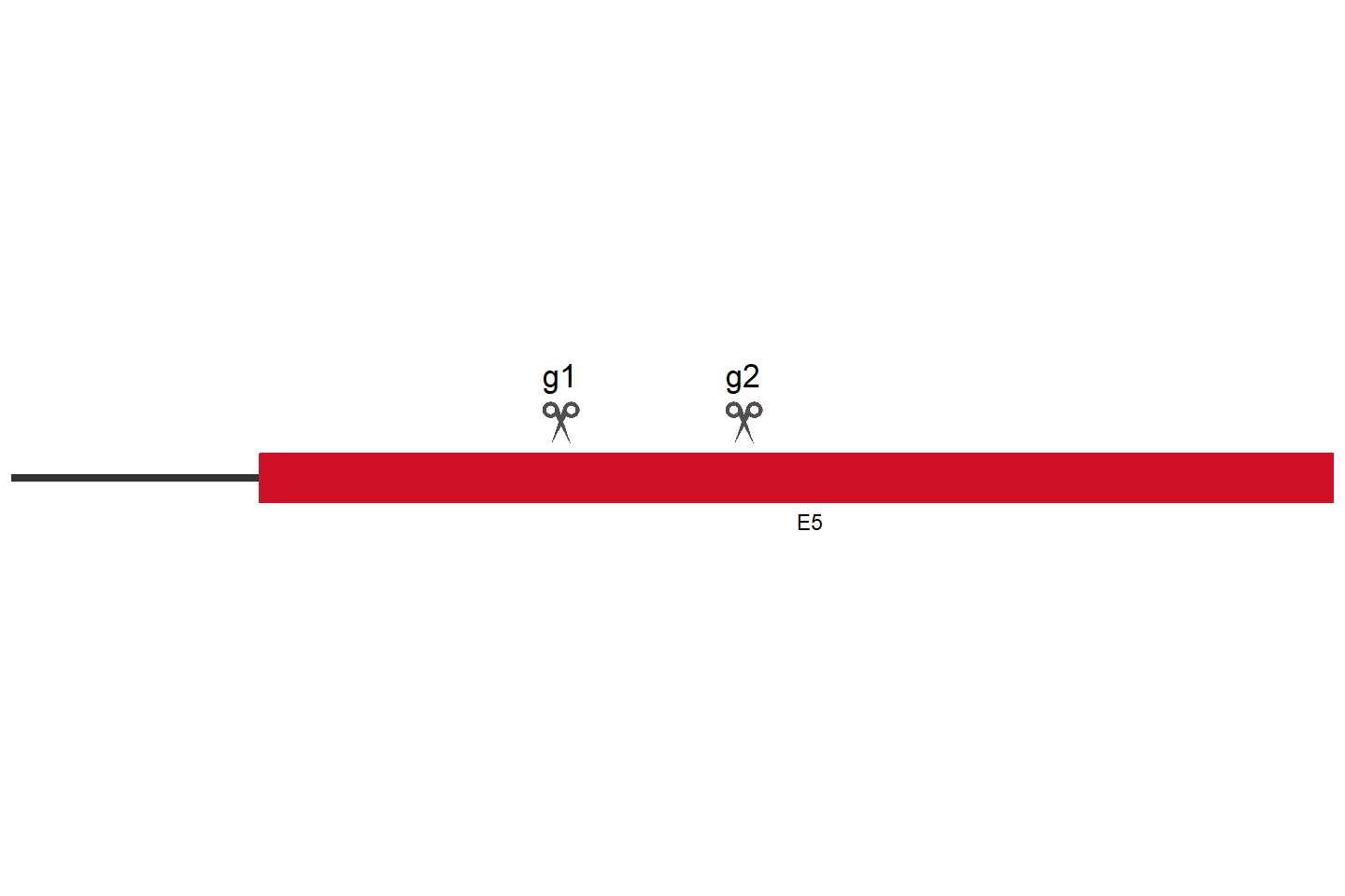 ZNF33A Knockout cell line (HCT 116) Target region