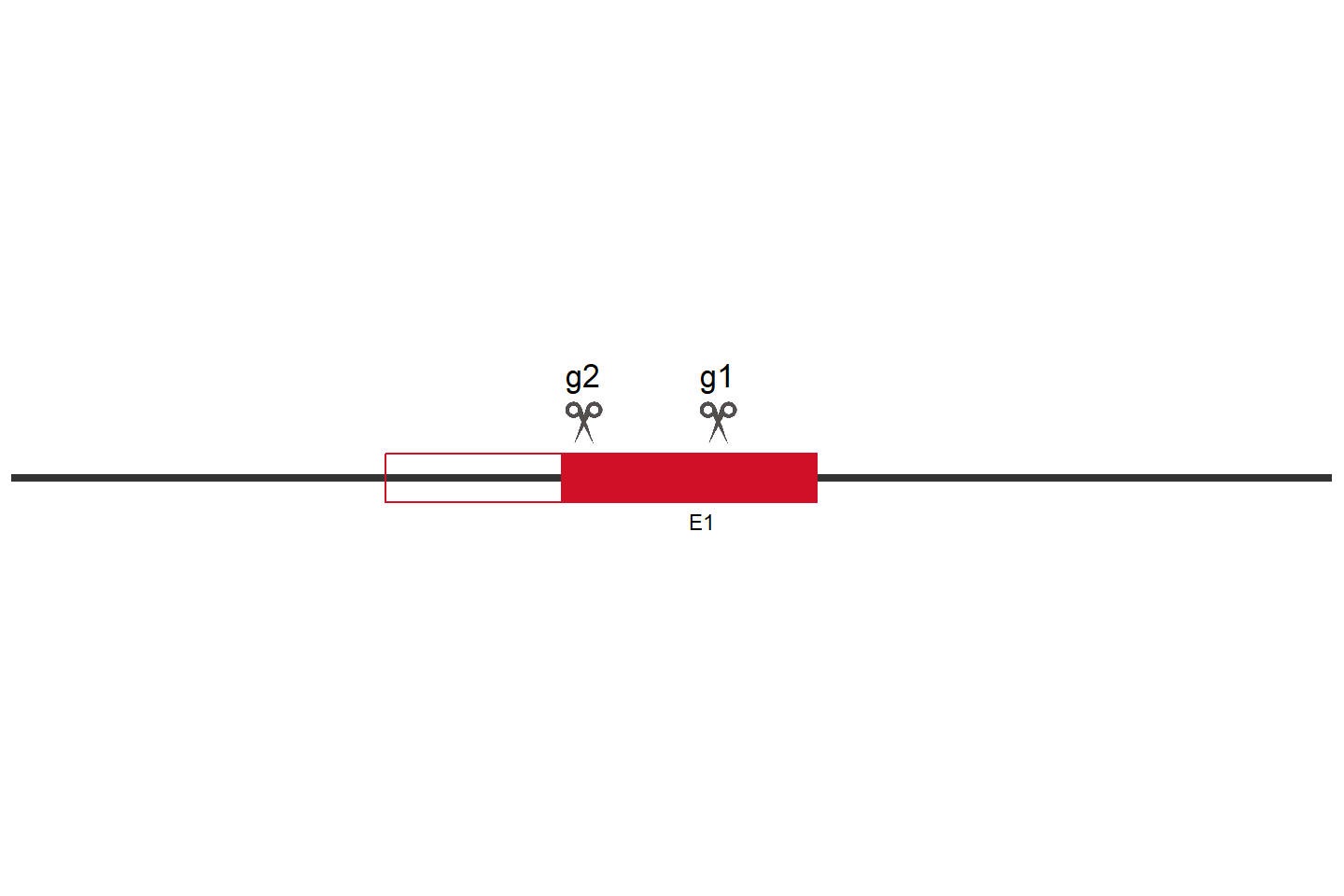 AIMP2 Knockout cell line (HCT 116) Target region