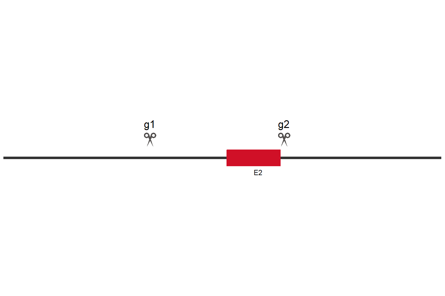 CUL5 Knockout cell line (HeLa) Target region