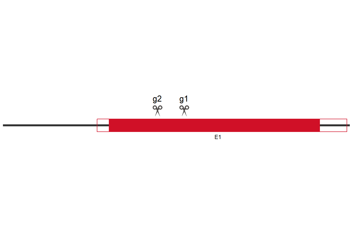 H3C10 Knockout cell line (HEK293) Target region