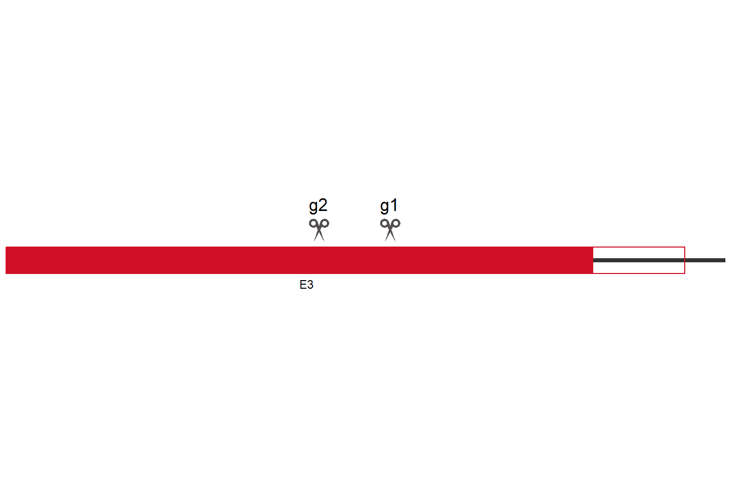 TPST2 Knockout cell line (HCT 116) Target region