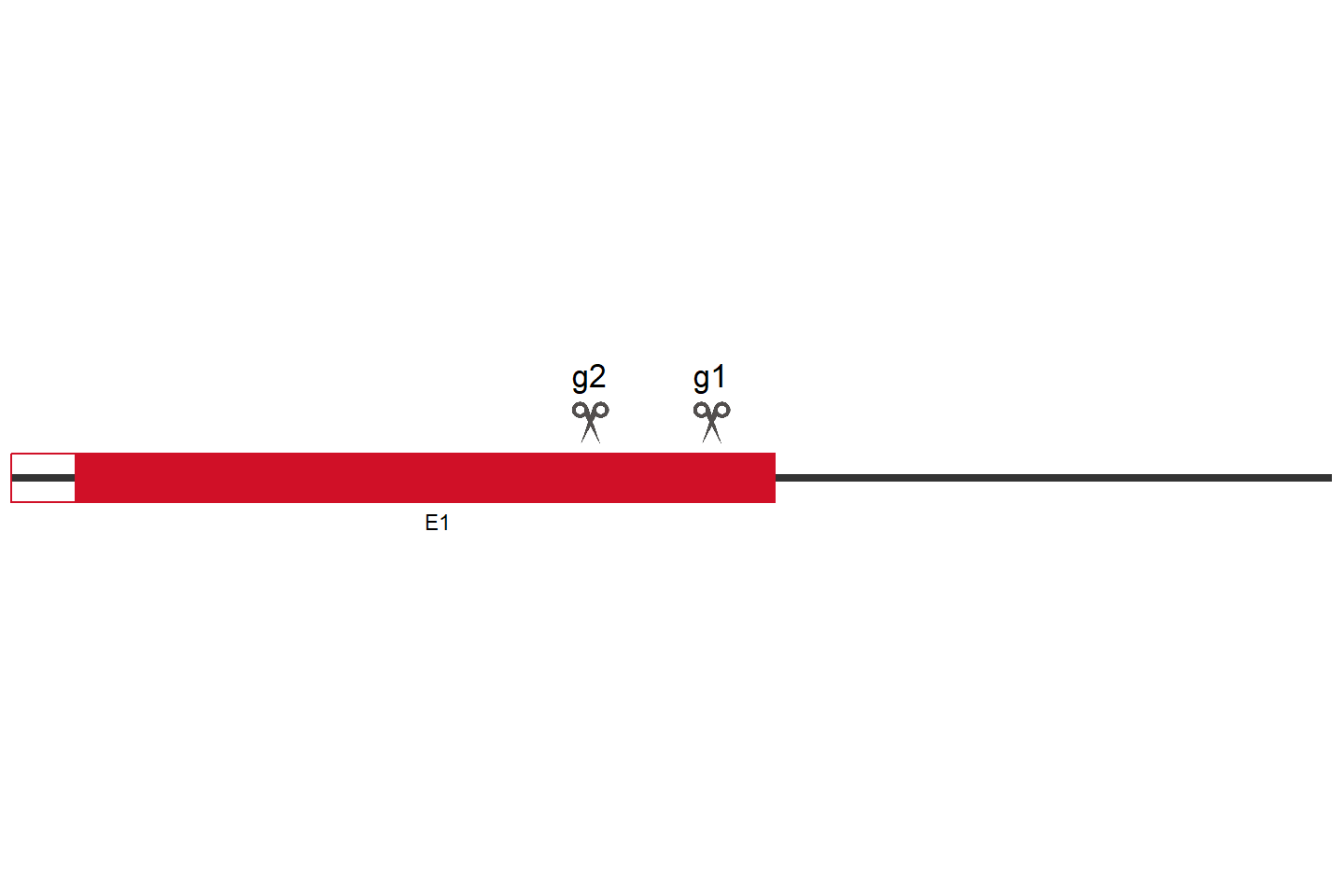 TRIM24 Knockout cell line (HEK293) Target region