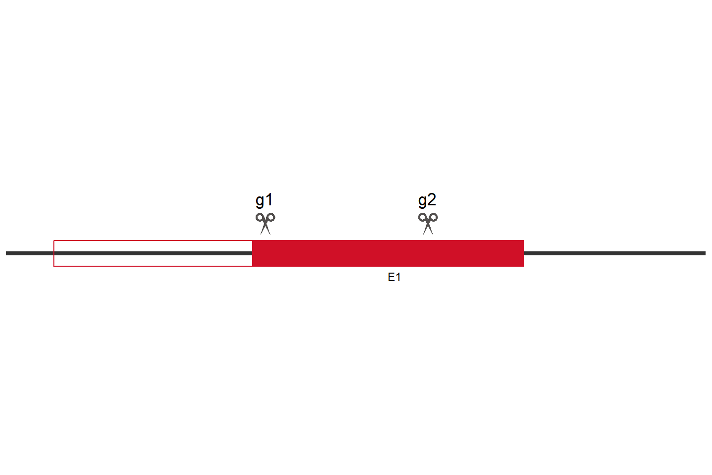 SAP30 Knockout cell line (HeLa) Target region