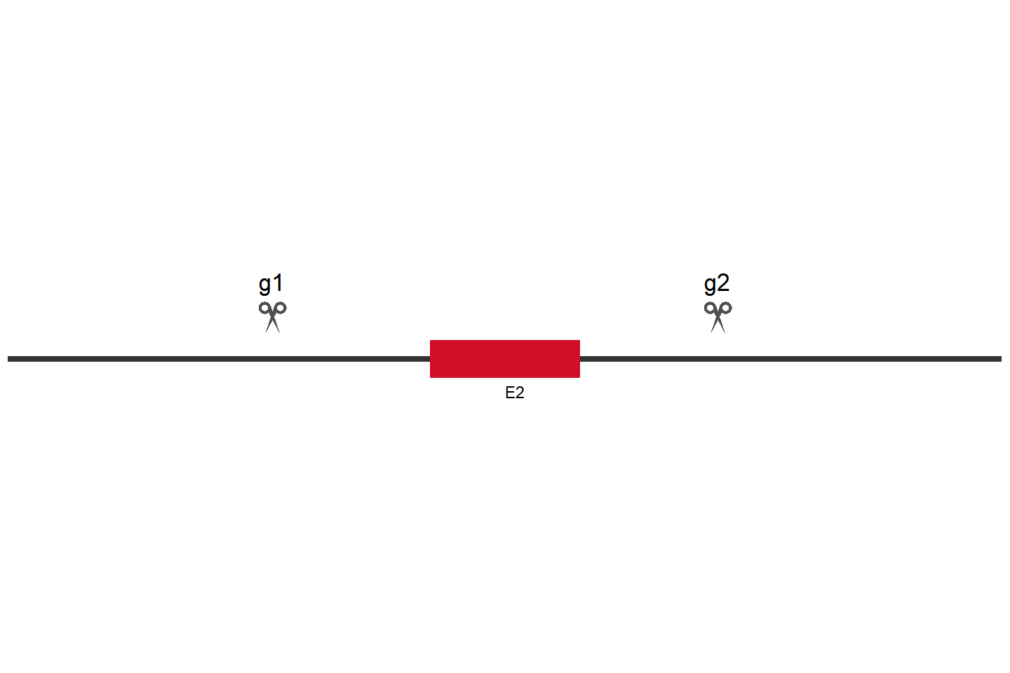 TRIP4 Knockout cell line (HEK293) Target region