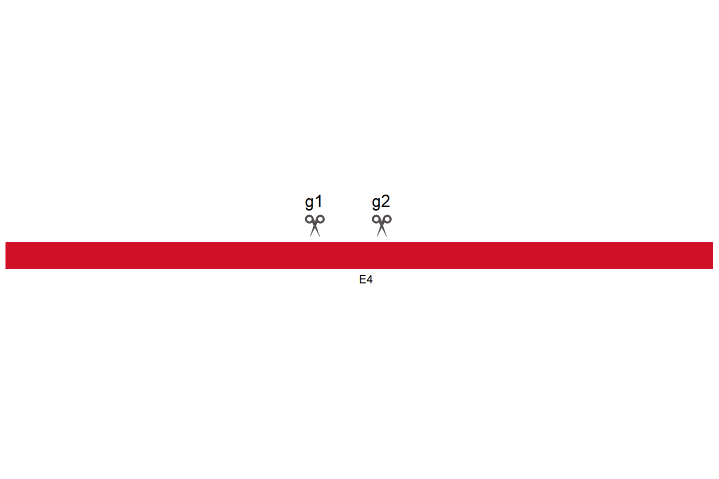 PPP1R26 Knockout cell line (HEK293) Target region