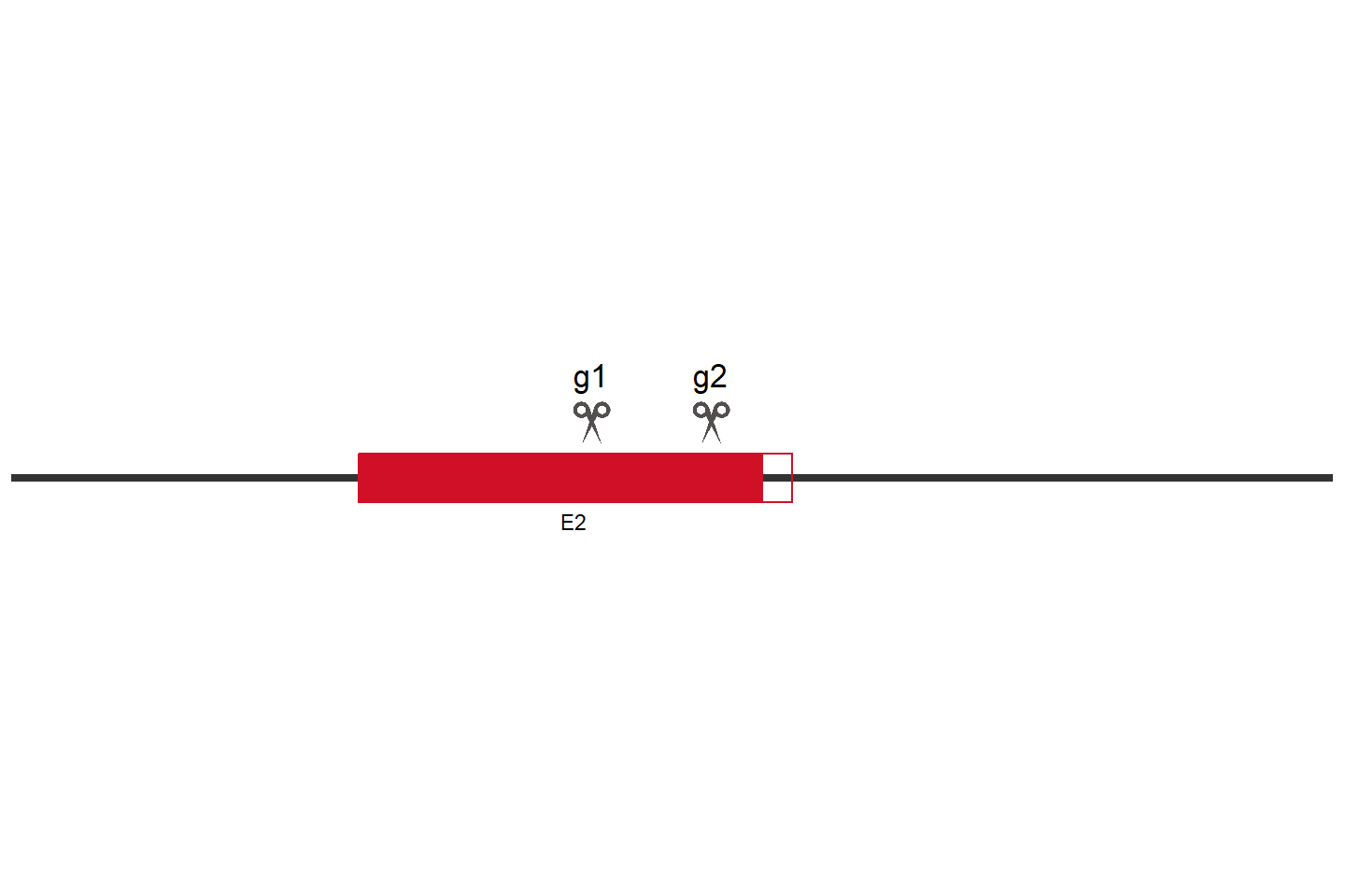 AASS Knockout cell line (HCT 116) Target region