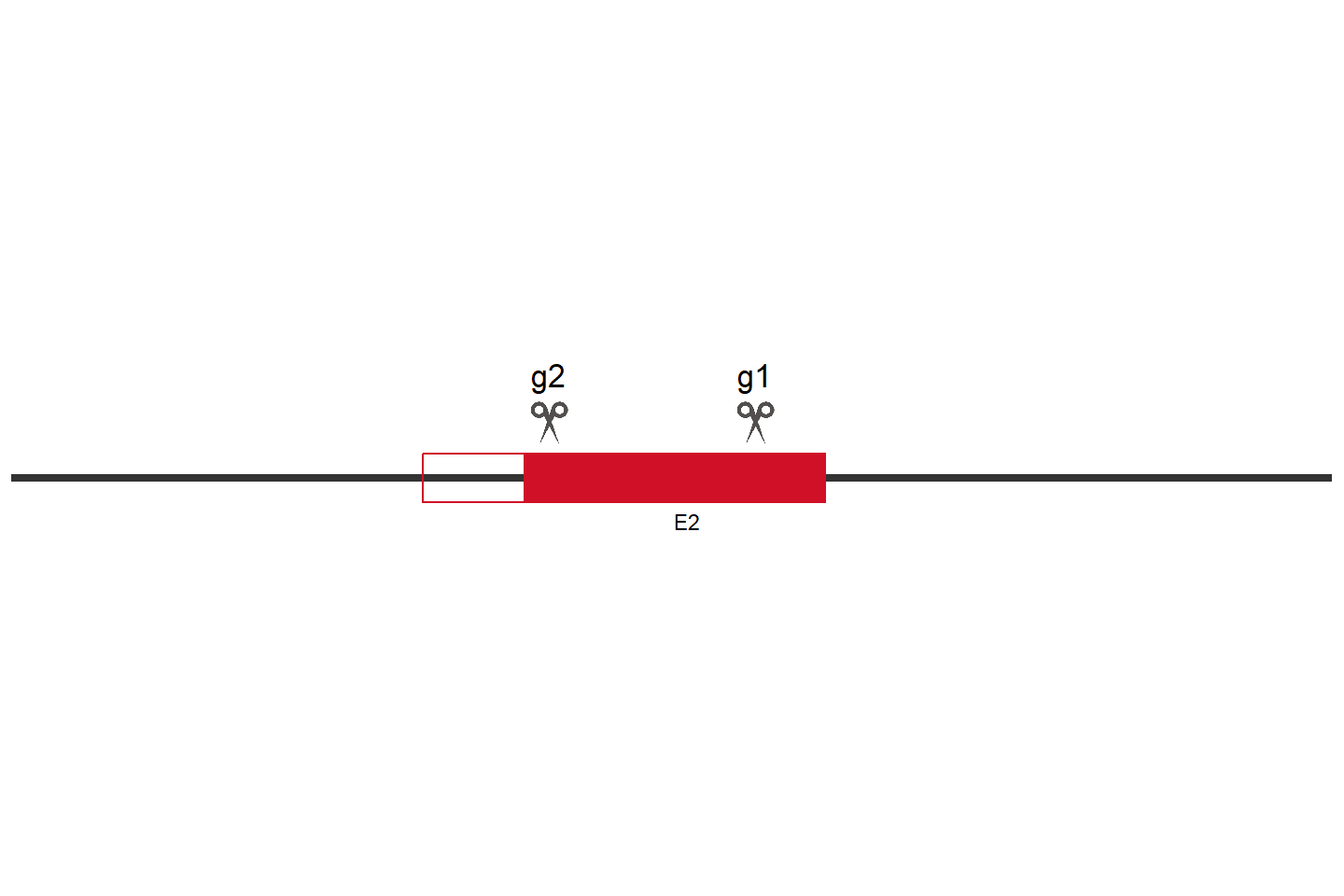 SLC9A6 Knockout cell line (HEK293) Target region