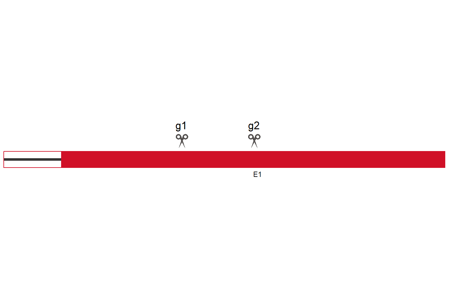 SRSF8 Knockout cell line (HCT 116) Target region